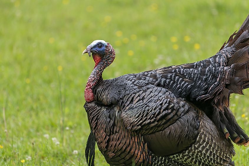 A closeup shot of a wild turkey in a meadow on a blurred background.