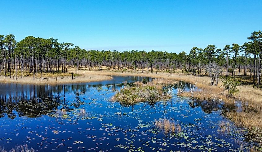 Ponds and pine trees in the Croatan National Forest, North Carolina