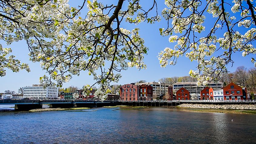 Spring blossoms in Westport, Connecticut