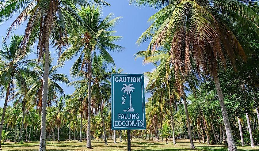 Beautiful sunny day with palm trees, Thala beach nature reserve, Queensland, Australia. Falling coconuts sign.