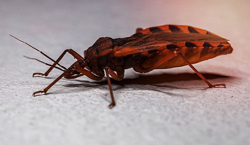 Adult Kissing Bug of the Genus Panstrongylus