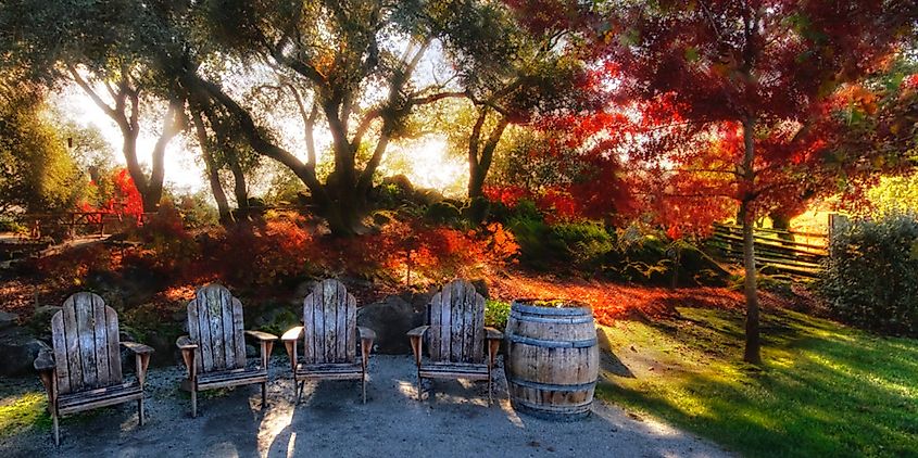 A set of 4 wooden chairs in front of trees during fall in Healdsburg, California 