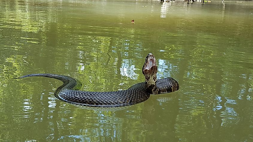 Water moccasin snake floating on water.