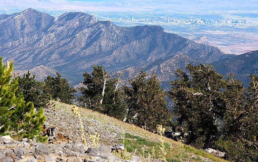 Spring Mountains National Recreation Area, Nevada