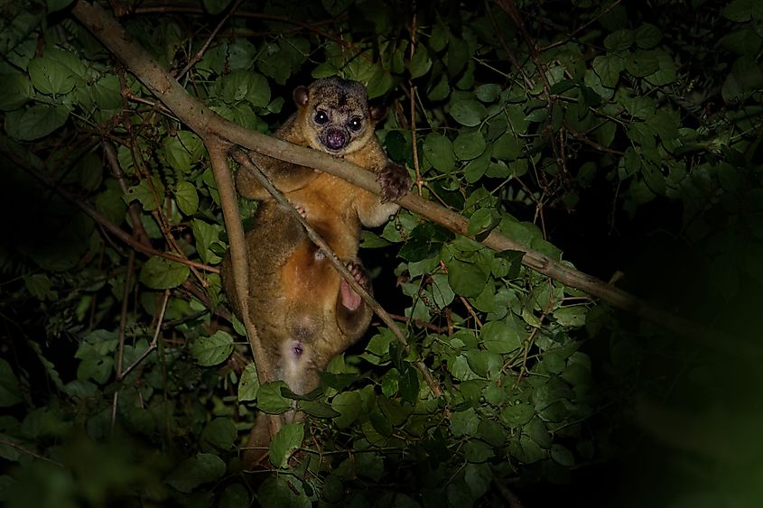 A kinkajou (Potos flavus) on a branch, a nocturnal arboreal carnivoran native to Central and South American rainforests, often mistaken for a primate or ferret.