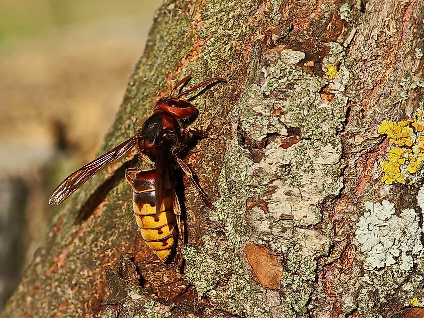 Northern giant hornet