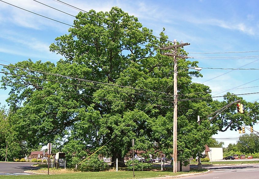 Photo of white oak tree known as the "Monroe Oak," located in Monroe, New Jersey. 