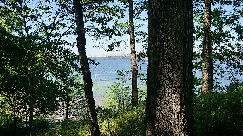 Bayou Bartholomew visible through the woods at Cane Creek State Park