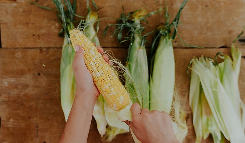 Female hands shucking corn 