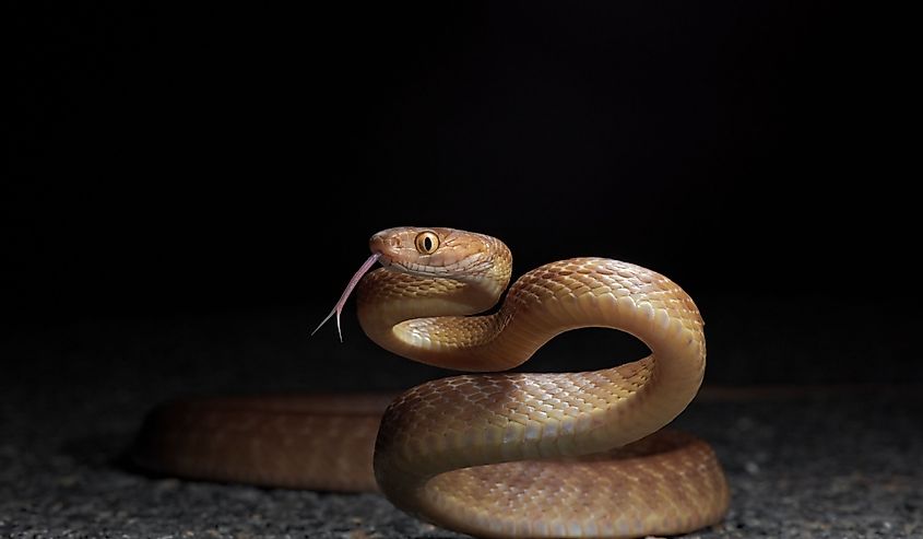 Brown tree snake (Boiga irregularis) on the road.