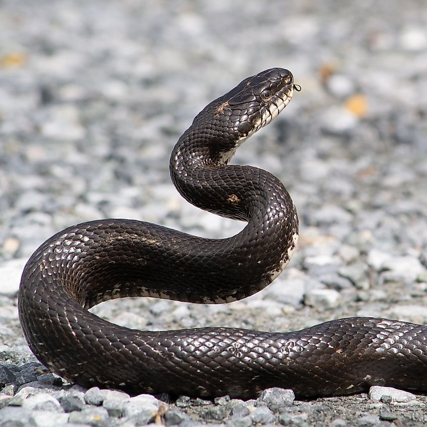 The eastern rat snake can grow to over 6 feet long.