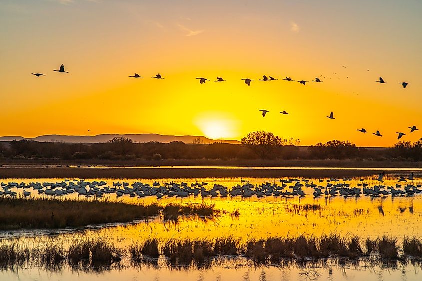 Sandhill cranes flying over roosting snow geese at sunrise in Bosque Del Apache National Wildlife Refuge, New Mexico