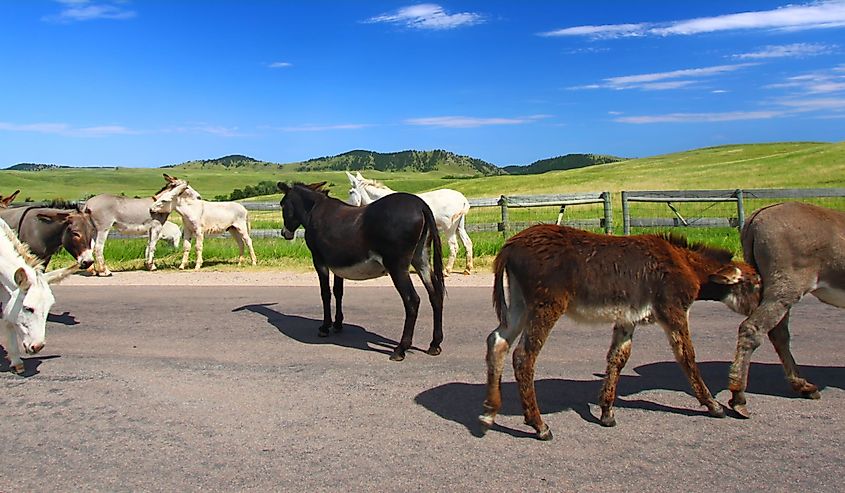 Begging burros block the road on the Wildlife Loop Road at Custer State Park in South Dakota