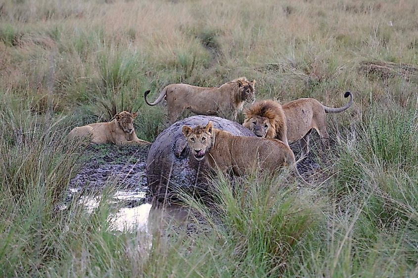 A lion pride feeding on a dead hippo.