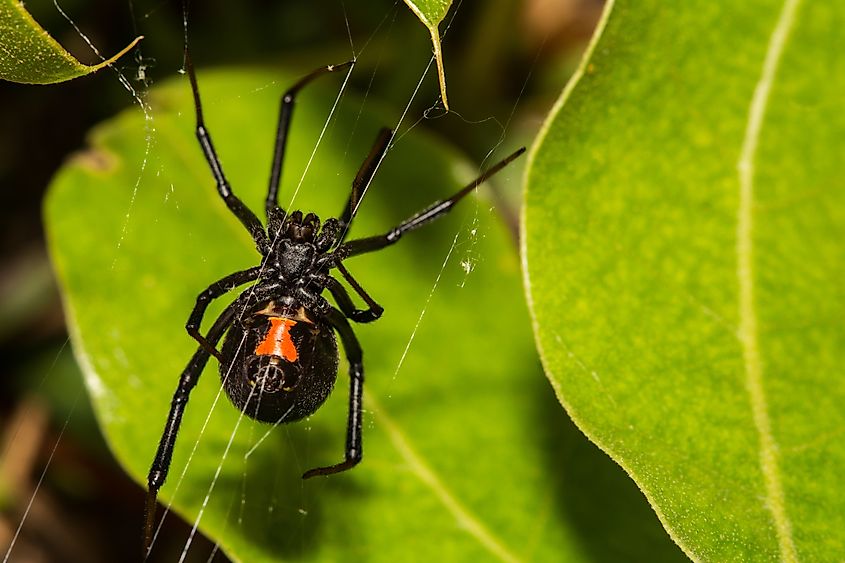 Black Widow Spider.