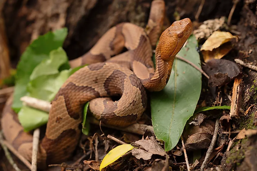 Juvenile copperhead