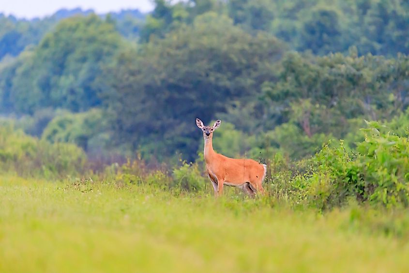 White-tailed deer walks out from thick brush at the Bald Knob Wildlife Refuge in Bald Knob, Arkansas.