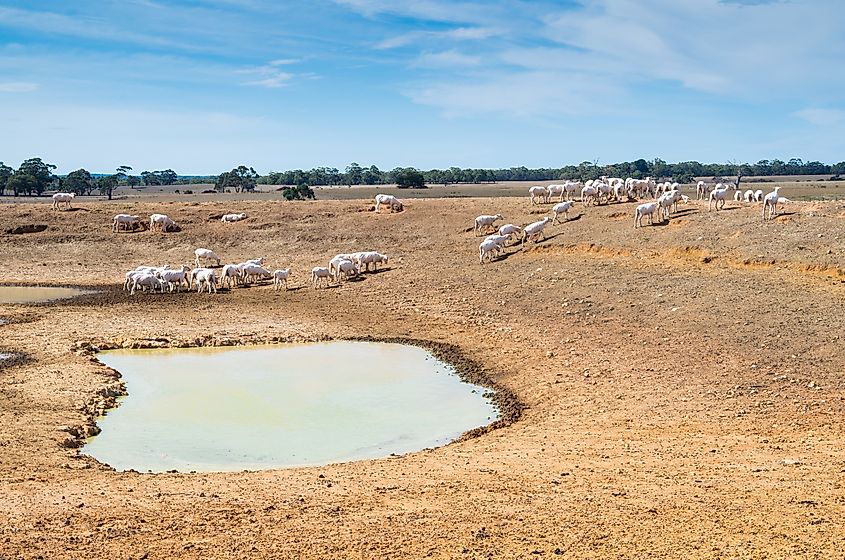 Sheep on an Australian sheep farm near Ballarat,, Australia during a summer drought.