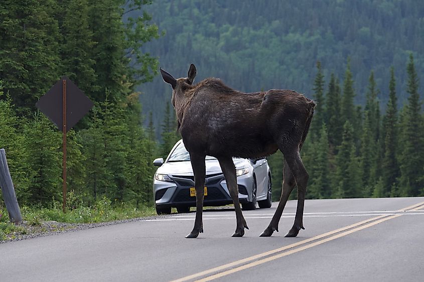 A moose crossing a highway.