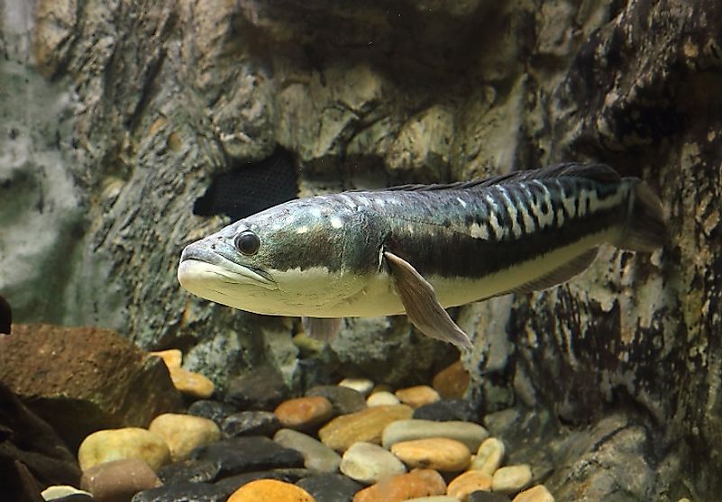 indonesian freshwater aquarium fish