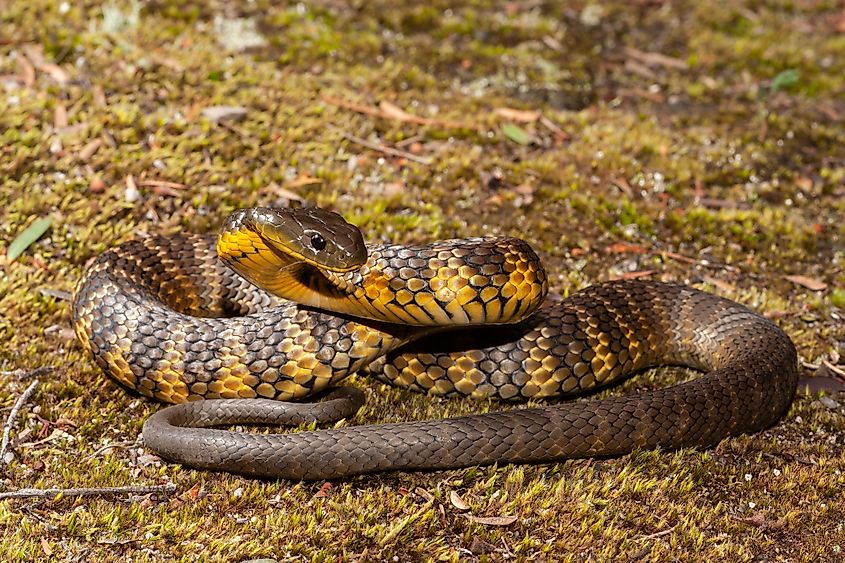 A defensive eastern tiger snake.