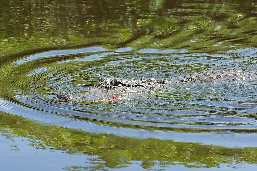 A swimming alligator.