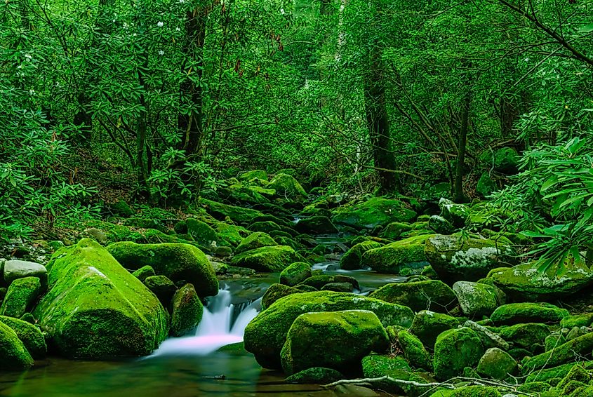 Cosby Creek, Great Smoky Mountains National Park, TN.