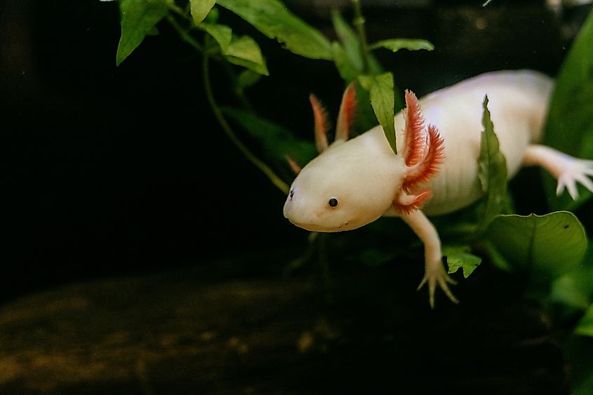 Pink axolotl swimming around in a natural planted freshwater tank (Ambystoma mexicanum)
