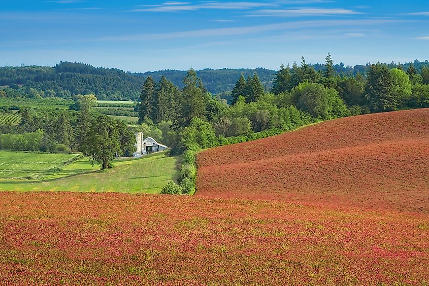 Field of red clover with a rustic barn in Washington County, Oregon, just south of Forest Grove