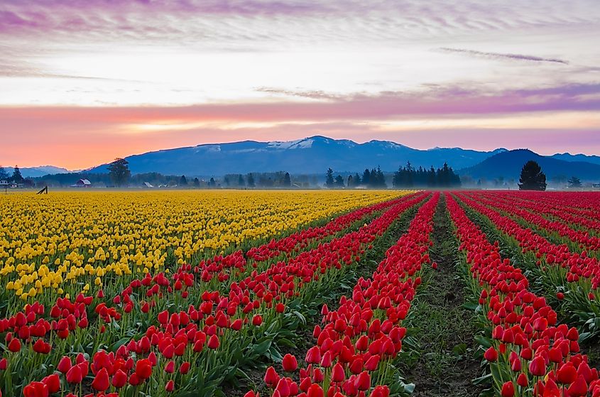 Tulips across Skagit Valley near Mount Vernon, Washington.