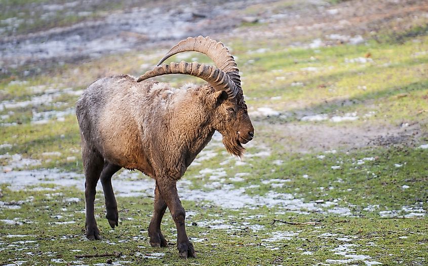 10 Animals Found In Afghanistan WorldAtlas