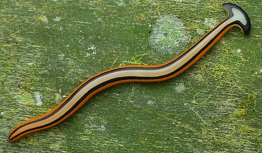 View of colorful hammerhead worm