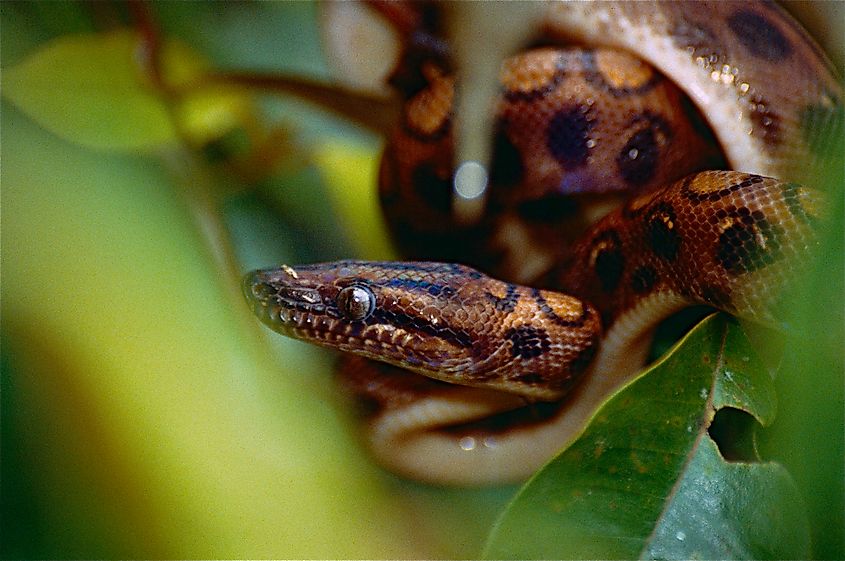Closeup of a rainbow boa.
