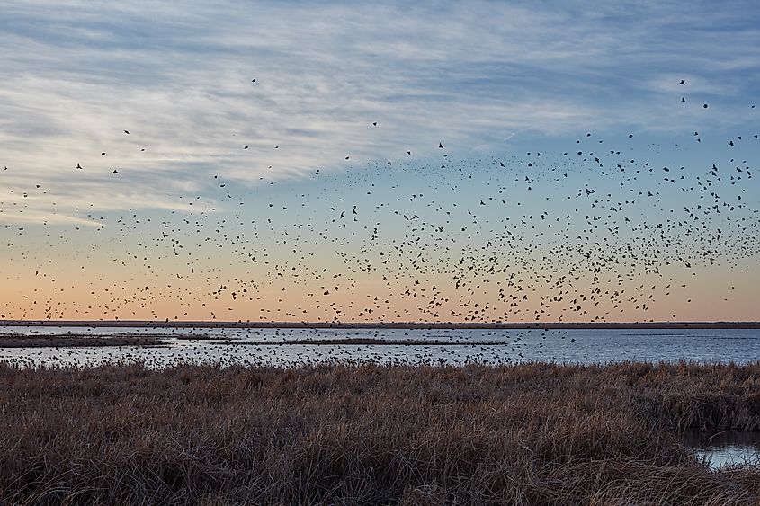 Cheyenne Bottoms wetlands.