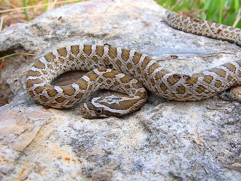 The Great Plains rat snake (Pantherophis emoryi)