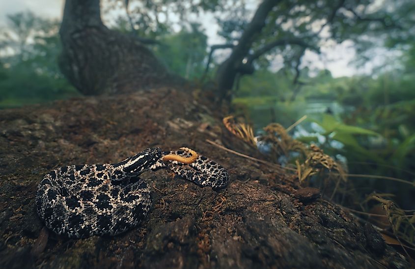 A wild pygmy rattlesnake (Sistrurus miliarius) on a tree beside a river.
