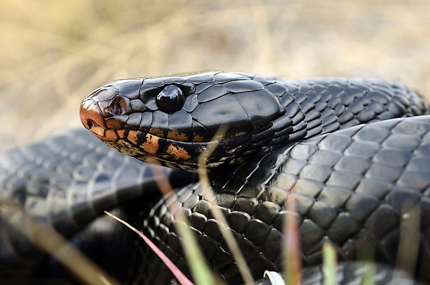 Eastern indigo snake (Drymarchon couperi).