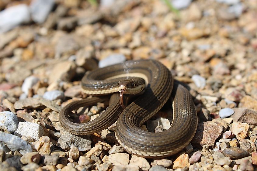 Queen snake (regina septemvittata)