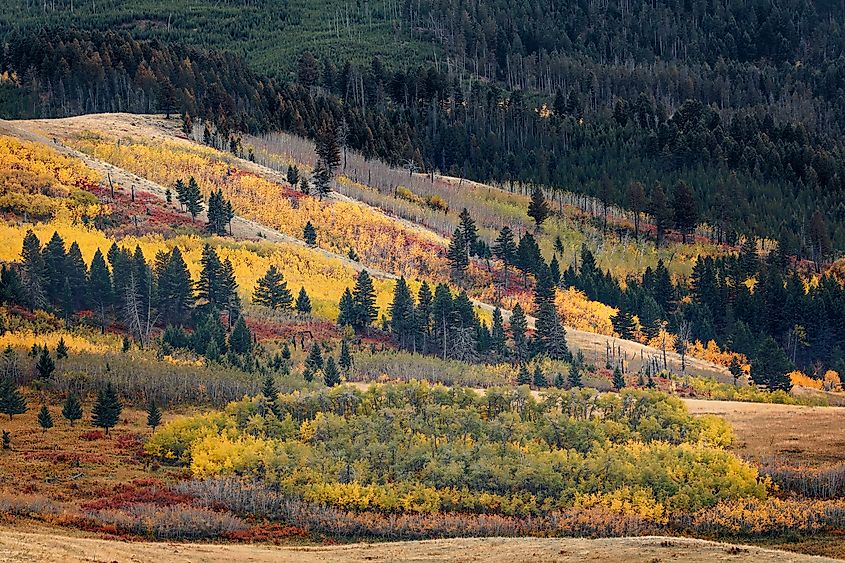 Autumn colors on hillside just outside Bozeman, Montana