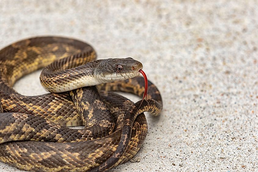 A Texas Rate Snake coiled up.