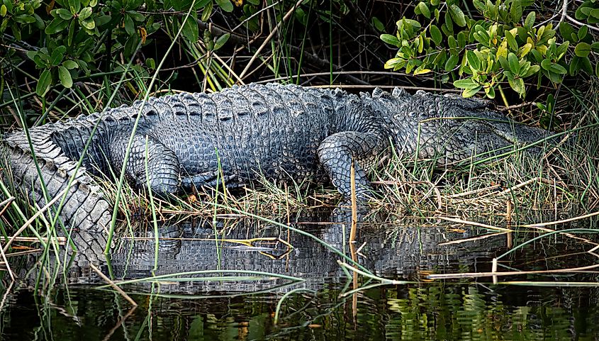 Alligator resting in the shade along the shore of the Peace River in Charlotte County Florida.