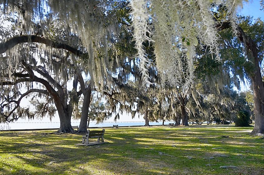 Moss Trees on the Lakefront in Mandeville, LA.