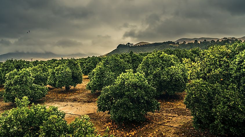 A citrus grove in Redlands, California.