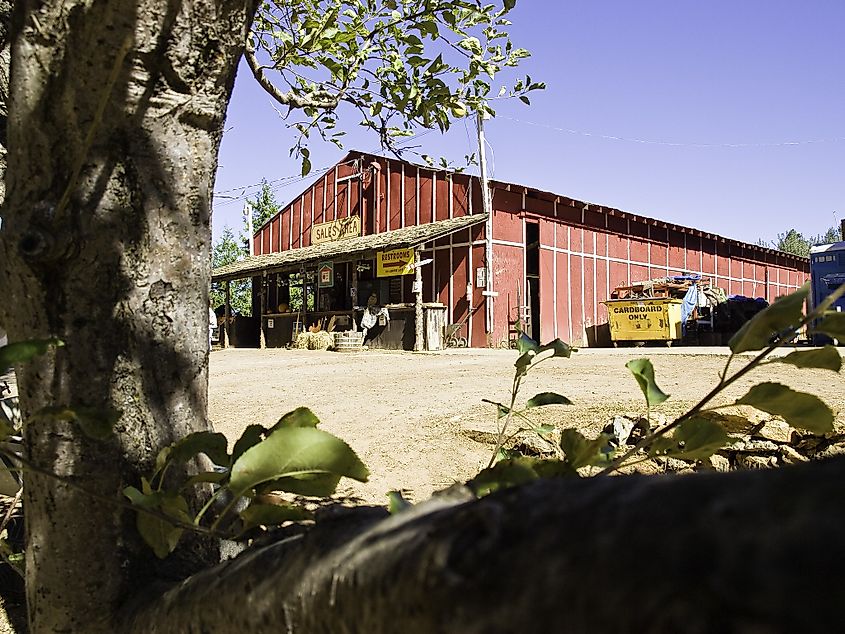 The apple growing region, Apple Hill, near Camino, California.