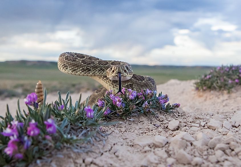 Closeup of a Prairie Rattlesnake