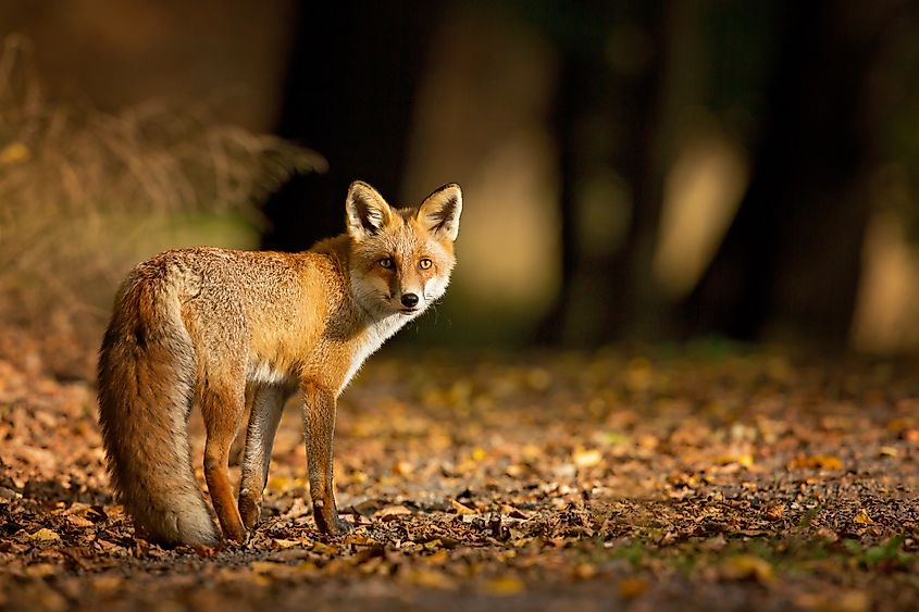 Red Fox. The species has a long history of association with humans.