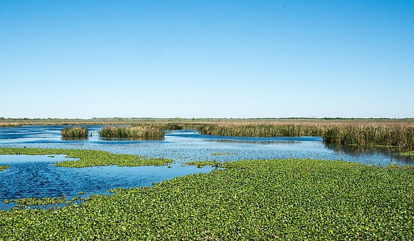 Brazos Bend State Park, Texas