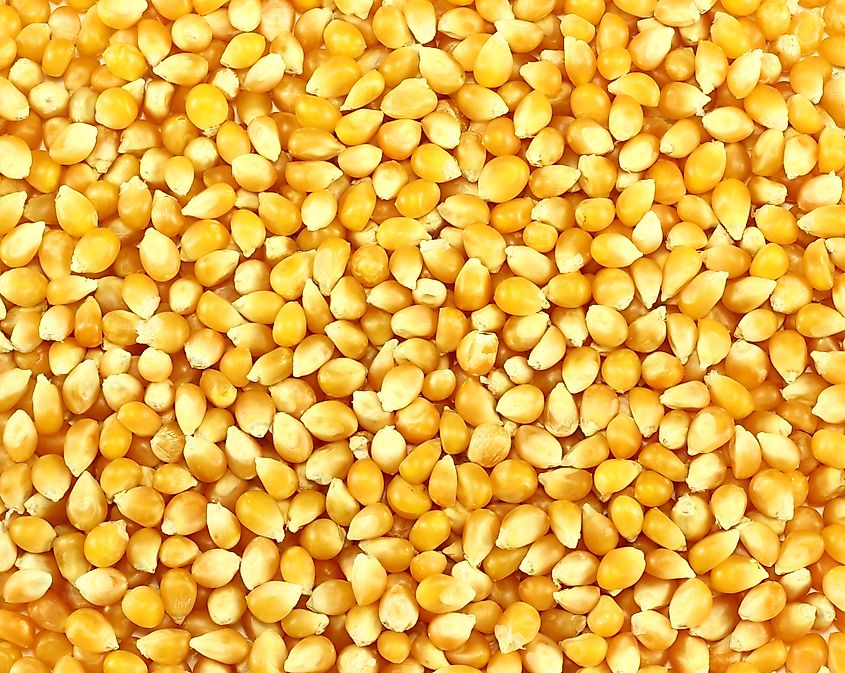 Bulk of corn grains used to make popcorn