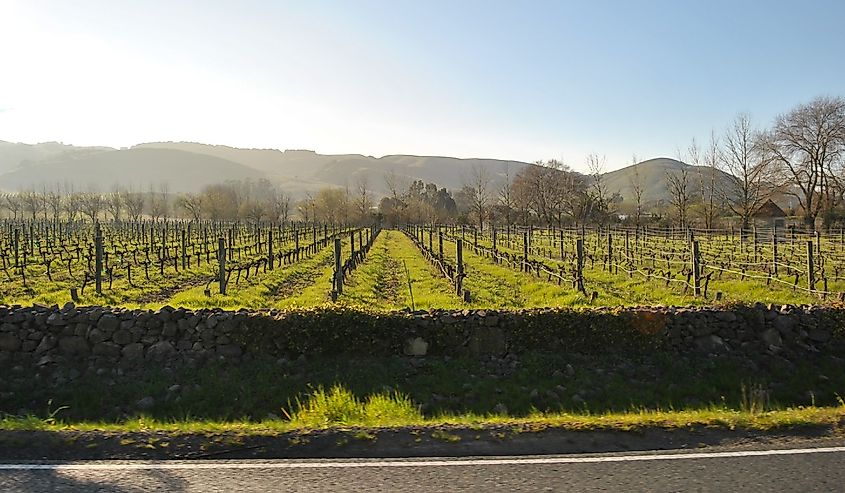 The Nappa Valley in California, view from the road