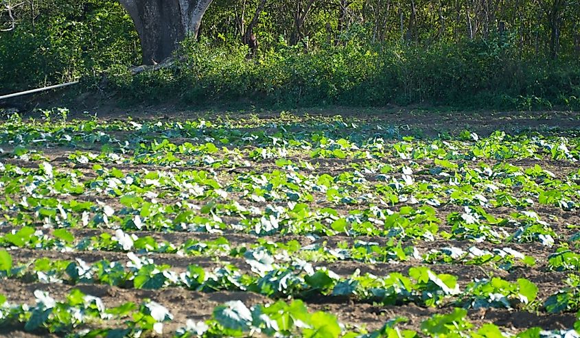 Farm view in Panama.